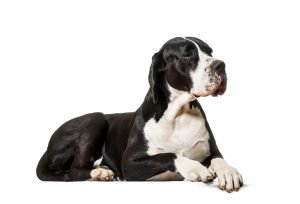 Great Dane Lying On Front