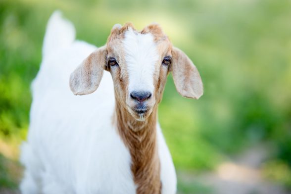 Affordable way to keep kids entertained this summer - Trip To A Petting Zoo