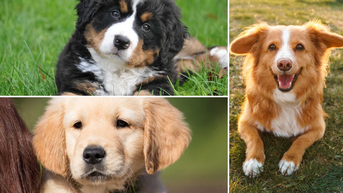 the effect dogs have on brain chemistry