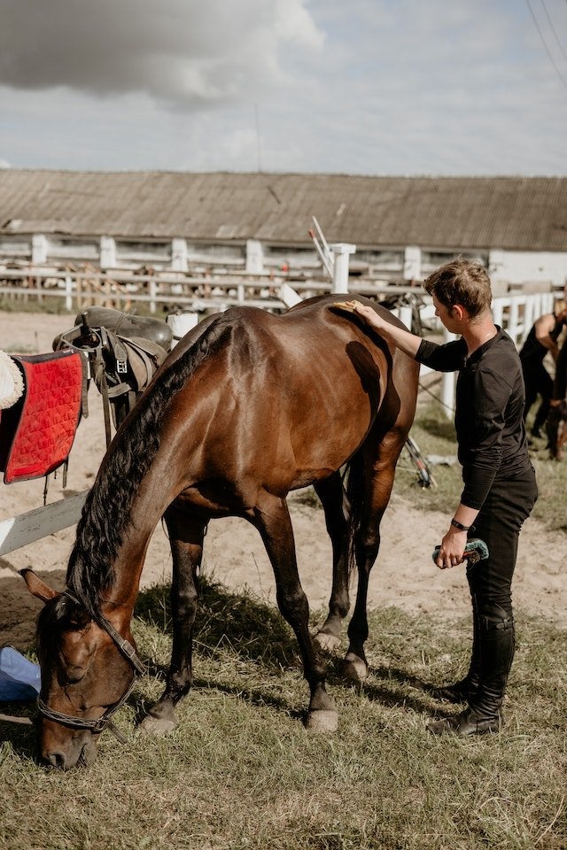 Grooming a horse
