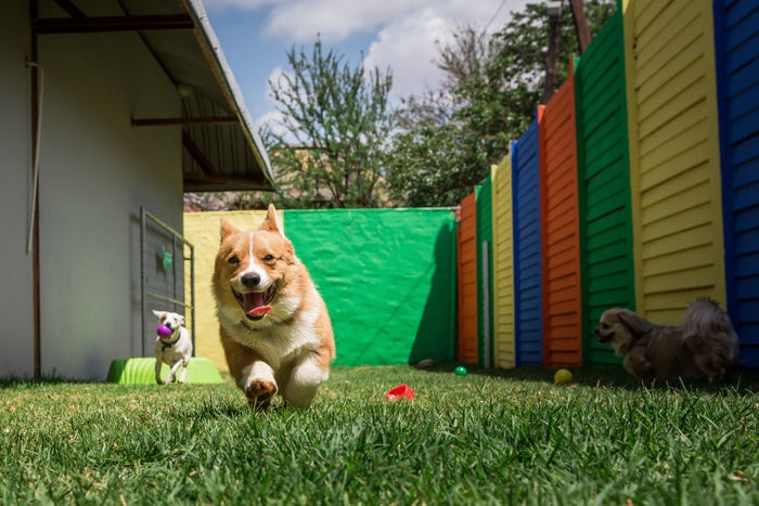 Dog proofing Garden