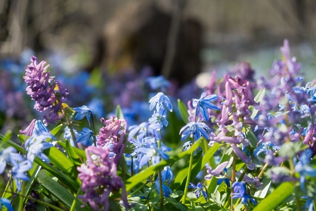 Bluebell Flowers