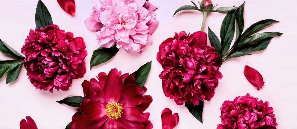 Peonies