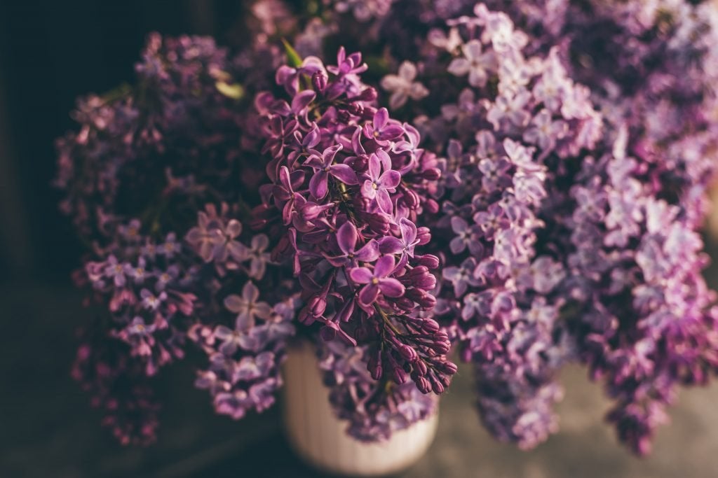 Lilacs