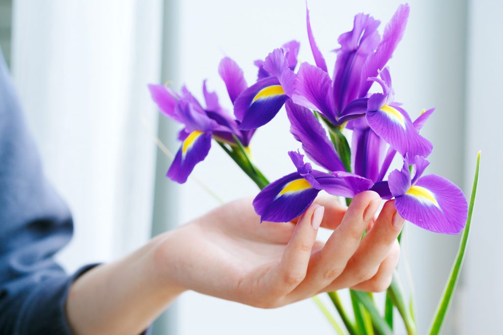 Irises