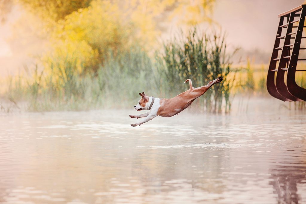 dog diving