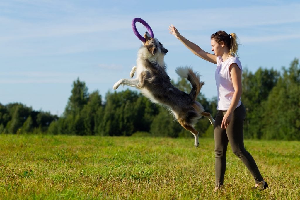 Frisbee with dog