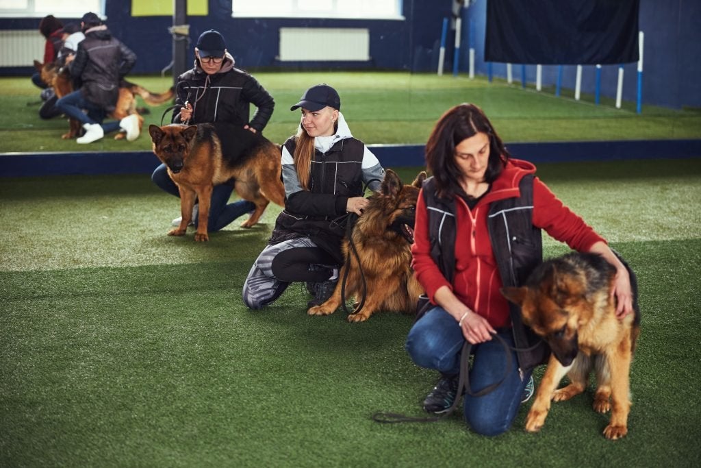 dog camp