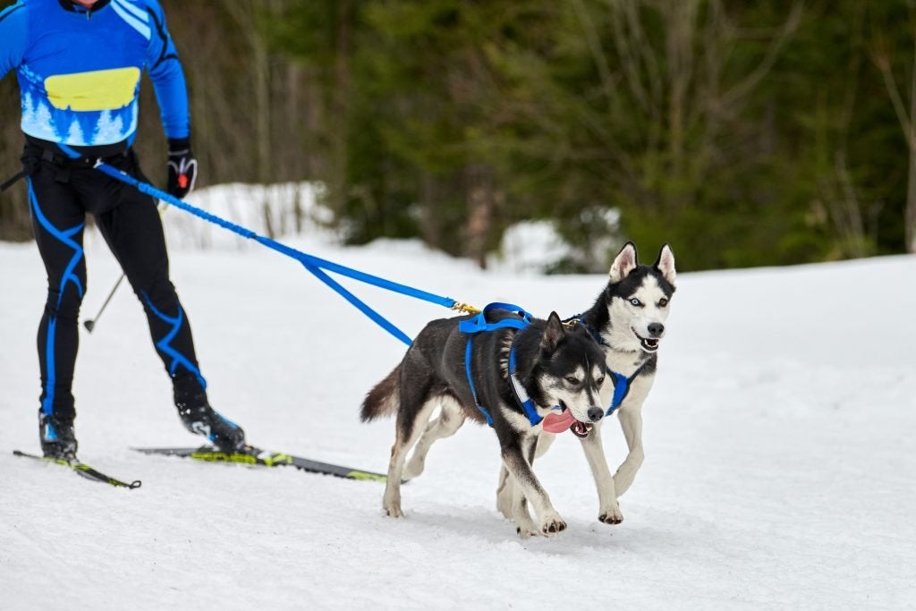 Skijoring with dog