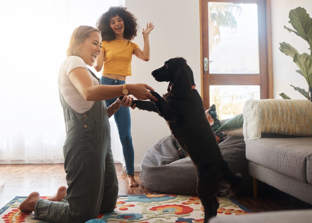 dog dancing