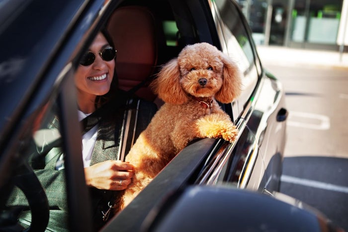 Travelling with dog in car