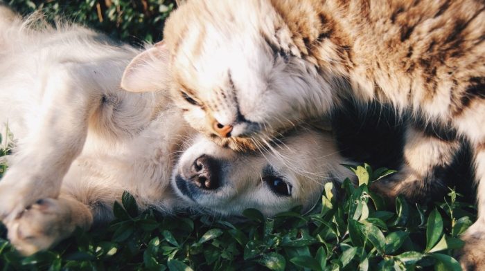 Introducing PAAGs New Advertising Standards